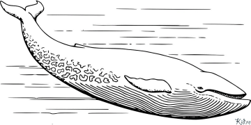 whale Coloring Pages To Print